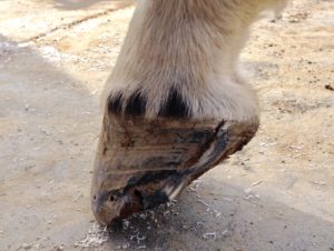 Hoof with deep quarter crack extending from the coronet band. March 2017.