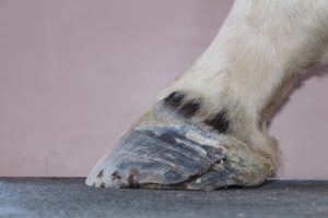  New hoof wall growth after 10 weeks in EponaShoes. Crack has stabilized and under run heel height is improving.