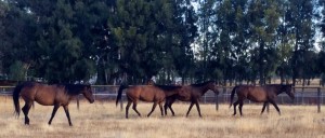 NS Horses: Cubanita, Stevie, and Ilene's Love enjoying pasture life.