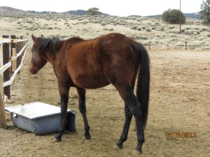 Unhandled colt who has known nothing but struggle and neglect