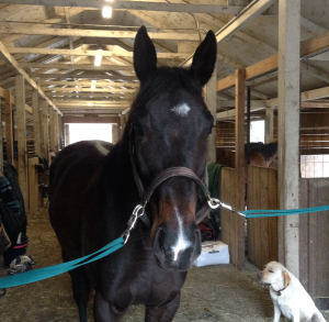 Oso's learning to be a grown-up horse