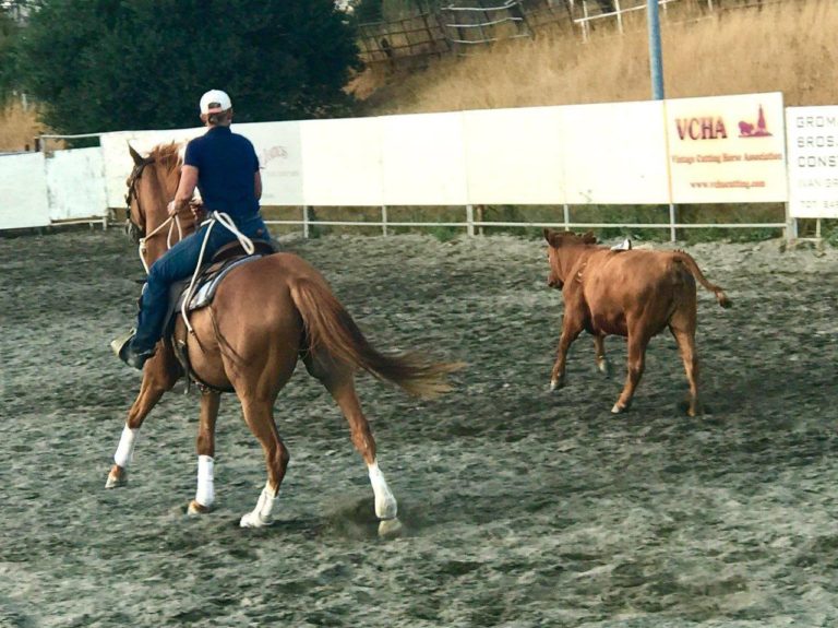 Retired Racehorse Project Archives - Neigh Savers Foundation